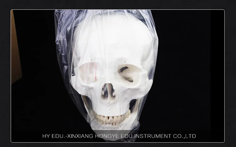 010 skull model.jpg