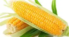 yellow waxy corn frozen