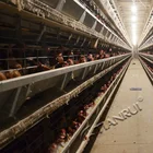 Egg Chicken Battery Cages Laying Hens for Sale