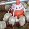 Automatic poultry broiler feeder pan feeding system for broiler