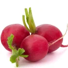 Chinese Small red pot Cherry Radish Seeds for growing