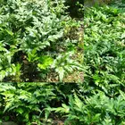 high quality picrorhiza kurroa root extract Exported to Worldwide