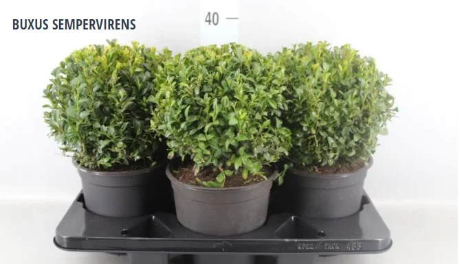 BUXUS SEMPERVIRENS