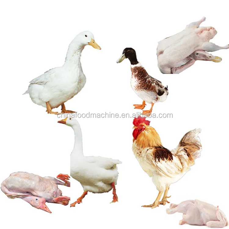 Poultry Chicken Feather Plucker Machines Defeathering Machine Chicken Feather Removal Machine Poultry Plucker factory