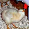 /product-detail/broiler-chick-poultry-house-used-for-breeding-chicken-2005864789.html