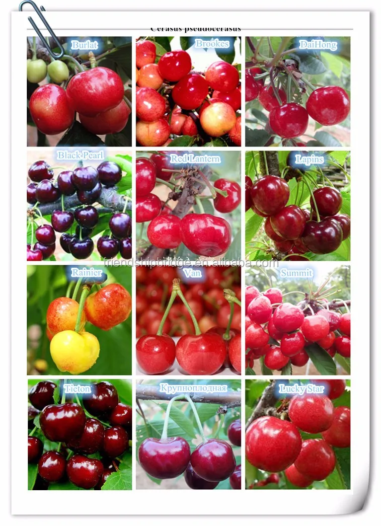 sweet big fruit hybrid best cultivars cherry fruit tree