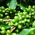 Green Coffee Bean Extract Green Coffee Been Extract Hydrochloric Acid Bulk Powder Green Coffee Bean Extract