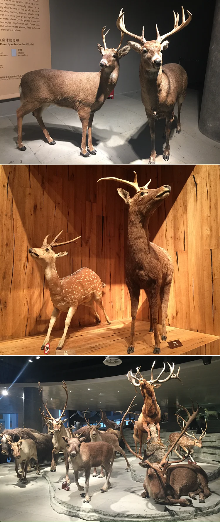 animatronic-deer4