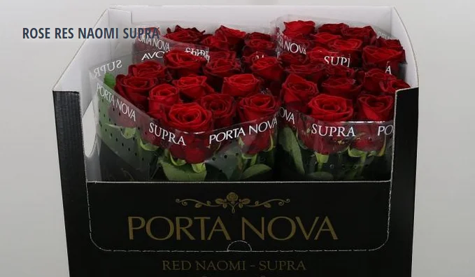 ROSE RES NAOMI SUPRA