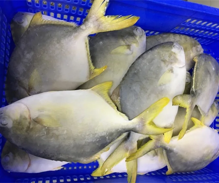 frozen golden pomfret fish