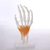 BIX-A1030 medical science skeleton anatomy human ligament and hand medical models