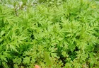 Artemisinin herbal supplement best artemisinin Artemesia extract