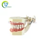 foshan compass soft Gum child teach teeth Teaching model china supplies