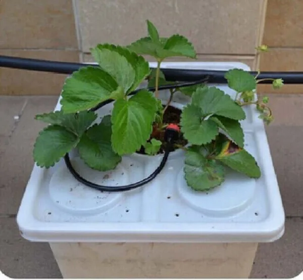 dutch bucket plant.jpg
