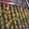 /product-detail/concentrated-mango-pulp-making-plant-60767290517.html