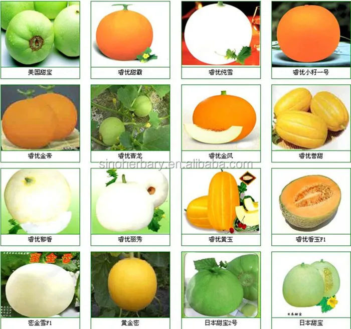 supplying-different-types-of-melon-seed-white-melon-seeds-for-growing