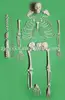 /product-detail/disassembled-human-skeleton-model-170cm-full-size-disarticulated-educational-model-anatomical-model-446796101.html