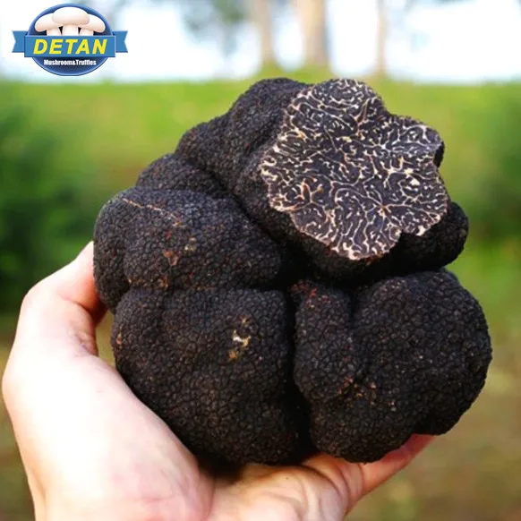 Detan Wild Black Tuber Indicum Unicinatum Black Truffles