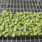 Best-Today eco-friendly plant nursery tray