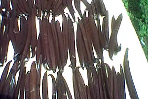 planifolia and tahitian vanilla beans