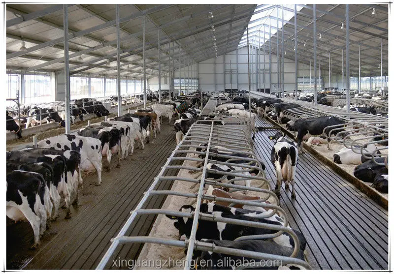 Steel Structure Cowshed/dairy Farm Shed Building - Buy ...