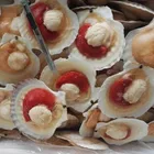 2017 fresh frozen half shell sea scallop with roe