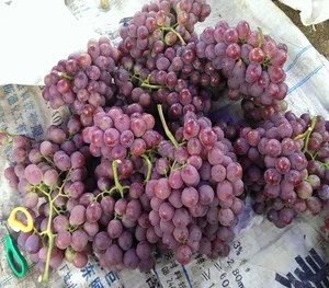 grape fruits