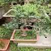 /product-detail/low-price-china-podocarpus-macrophyllus-mini-bonsai-tree-60566857316.html