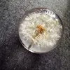 /product-detail/custom-shape-real-dandelion-acrylic-paperweight-1311040144.html
