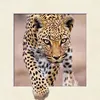 Wholesale price 5D pictures with animal picture