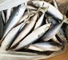 Different Types of Pacific Mackerel Fish 200-300G