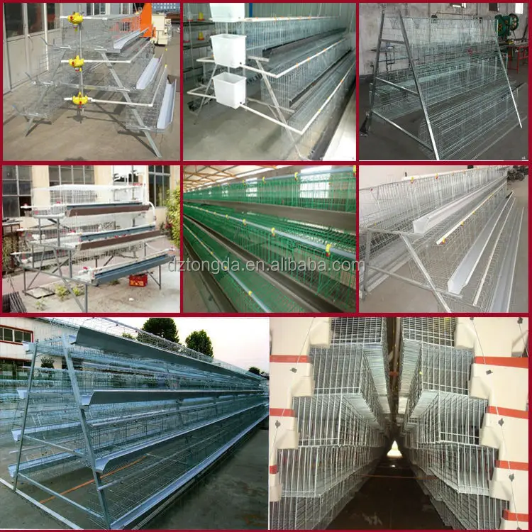 New design bird trap cage with great price