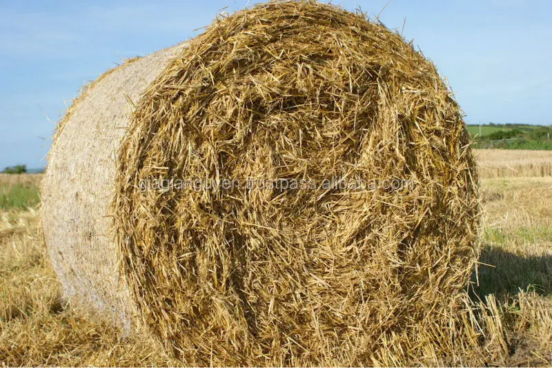 CHEAP VIETNAM RICE STRAW BALES GOOD FOR ANIMAL FEED/BEDDING/MUSHROOM