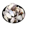 Frozen New Arrival Vacuum short necked clam meat with shell