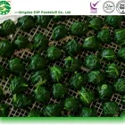 High quality new harvest KOSHER certified IQF frozen spinach cut ball leaf hot sale