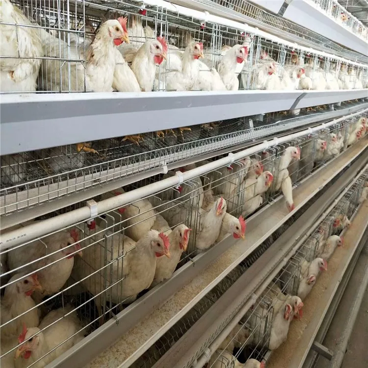 2019 نوع جديد التلقائي طبقة قفص للدجاج يمكن لشخصين رفع 60,000 طبقة الدجاج