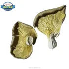 Detan Dried Oyster Mushroom Production