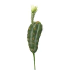 Manufacturer Wholesale Decorative Simulation Artificial Cactus Plants Outdoor Cactus Plants