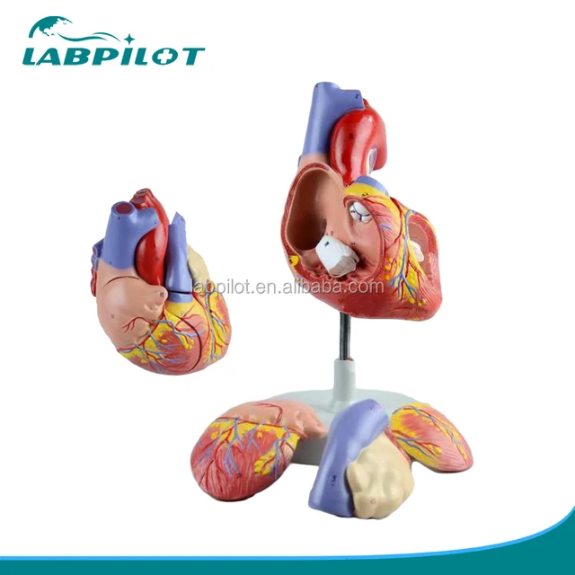 2 times enlarged 4 parts educational medical human heart