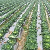 EGP biodegradable tunnel plastic greenhouse mulch film agriculture