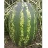 /product-detail/rf-tough-rind-oval-shape-hybrid-f1-watermelon-seeds-1535326031.html