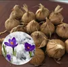 /product-detail/wholesale-saffron-seed-saffron-seedball-for-planting-60710213522.html