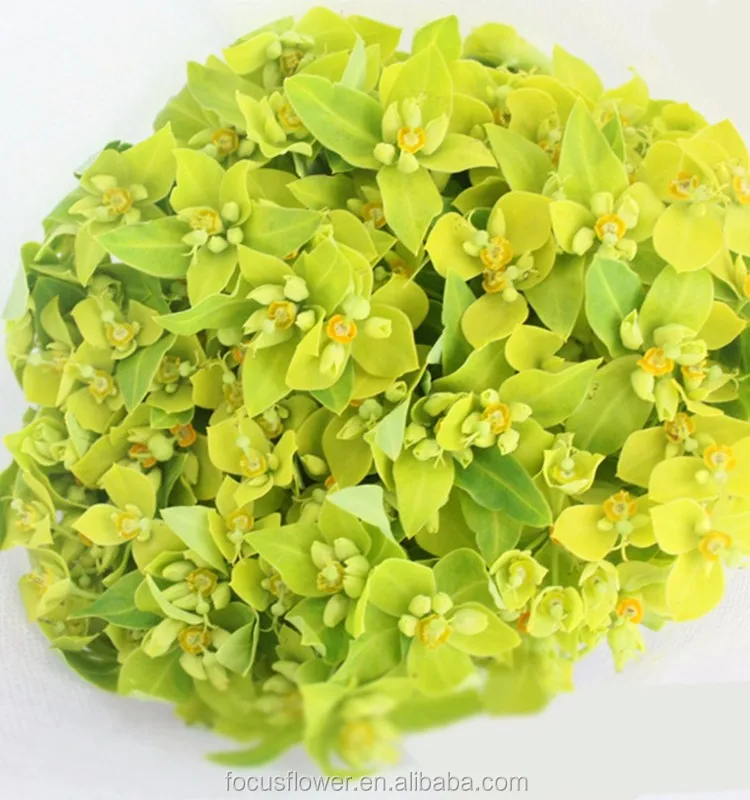 Memotong Daun Segar Euphorbia Formosana Hayata untuk Dijual