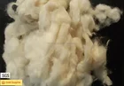 24/26mic Natural Clean White Washed Combed Sheep Wool noils for Blanket Felting