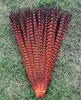 Factory Wholesale Dyed Only 50-55cm 20-22" Ringneck Pheasant feather tail