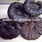 Top Quality TOP ganoderma extract oral liquid of China National Standard