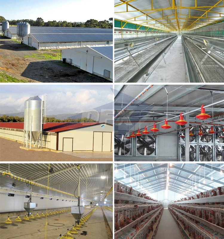 Light steel structure poultry layer and broiler chicken shed