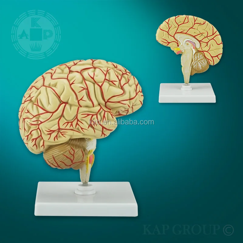a08-007 new base plastic anatomy human brain models for medical
