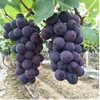 fresh sweet grape Seeded Variety Red Grapes Fruits planted in the high mountain fruit export to abroad