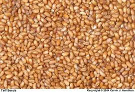 Teff ORGANIC Grain High Quality